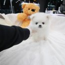 도그웨이 청주점 이미지