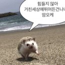 오버라이딩 이미지