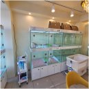 라이프독 강릉점 24시 강아지분양 고양이분양 이미지