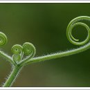 호박넝쿨 이미지