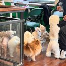 힐링독 | 대구 동성로 애견카페 힐링독 방문 후기 🐶☕️