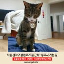 (고양이실종) 서울시 관악구 봉천동 봉천로 23길 근처~용주사 가는 길에서 사라진 고양이를 찾습니다! 이미지