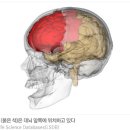 두뇌와 차크라 - 정신병의 종류 분석 이미지