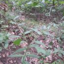 월경과 혼재 이미지