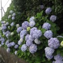 해금강로 이미지