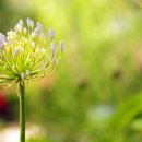 연못가든 이미지