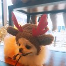 강아지천국 이미지