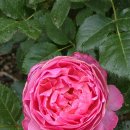 에덴-가 이미지