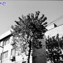 컬러스케치 이미지