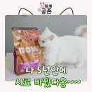 청녹섬유질가공사료 | 고양이 사료 추천 나우 어덜트 5년 만의 사료 교체 성공기