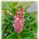 오리나무 이미지