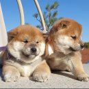 여주켄넬 이미지