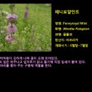 민트 이미지