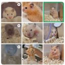 골든햄스터분양 탬펫 강남점 이미지