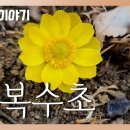 [우리꽃 이야기. 67] 개복수초 이미지