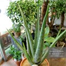 알로애 꽃집 이미지