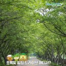 군청 메타세콰이어길 이미지