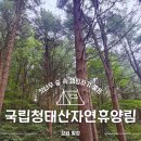 청태산 자연속으로 | 강원도 횡성 국립청태산자연휴양림 캠핑명당 야영장 데크 126번 예약 추천 후기