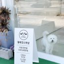 엘레강스펫샵 이미지