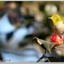 꽃 꿀방 이미지