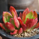 월금농장 이미지