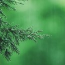 나무의꿈 이미지