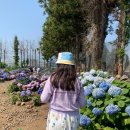 제주 수국명소 답다니수국밭 6월 제주여행 추천 코스 한라산아래첫마을 성이시돌목장까지
