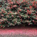 제주도 카멜리아힐: 동백꽃 향기 가득한 힐링 이미지