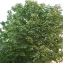 마로니에 이미지