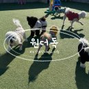 해피바우 애견유치원 | 동탄, 오산 외삼미동 강아지, 애견 유치원 [원더독] 데이케어, 등원 솔직 후기