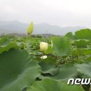 (주)농업회사법인 밀양연꽃마을 뉴스1