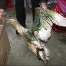 최가축병원 이미지