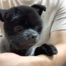 수목원동물병원 이미지