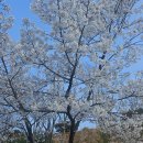 응봉산 (경북 울진) 정상 등산 후기 | 산불의 흔적과 덕구온천 계곡을 만난 울진 산행