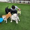 YH프라자 | 문제행동 클래스, 입마개하고 살아온 비글의 견생전환기🐾
