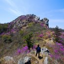 진달래화원 이미지