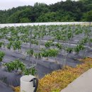 안일영농 | [영농일기-고추] 고추 쓰러짐.. (21.06.11. 금)