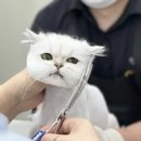 고양이무마취미용 무냥무냥 대구점 이미지