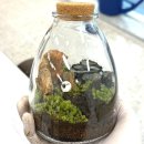 산울중학교 | 세종 산울중학교 테라리움 수업 후기｜불안 완화·스트레스 관리 집중력 향상 체험