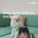 반려동물과 함께 사는 집, 소파 선택 기준이 달라집니다 이미지