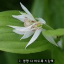 인생 마지막 사랑의 길목, &#34;슬픈 연가&#34; 이미지