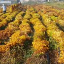 은아농원(해나루둥근마) | 은아농원 둥근마