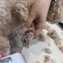 마이뷰티독 이미지