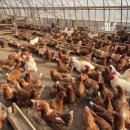 순풍농장 이미지