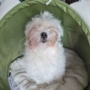 디어펫살롱 이미지