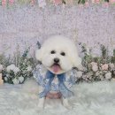 그로우펫 이미지