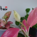 아글라오네마 이미지