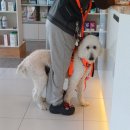 나인동물의료센터 | 노령견 심장검진, 폐수종, 건삭파열 _ 동탄 나인동물의료센터