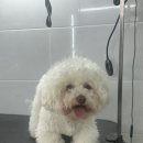 숲속애견샵 이미지