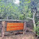 고고하개 이미지